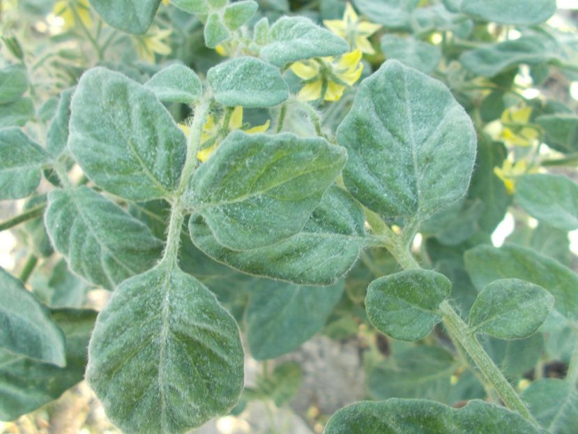  - SEMINTE ROSII - T 304 SEATTLE BLUE WOLLY MAMOUTH F4