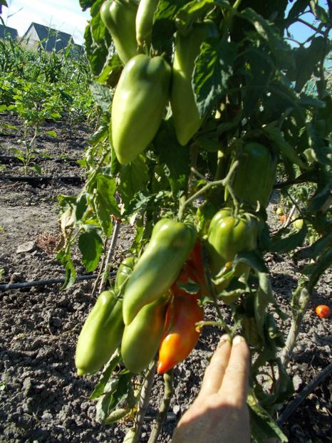  - SEMINTE ROSII - T 416 JERSEY DEVIL