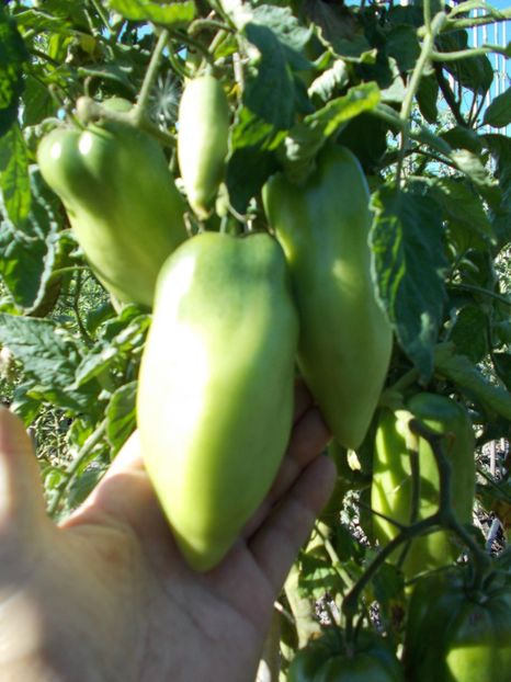  - SEMINTE ROSII - T 416 JERSEY DEVIL