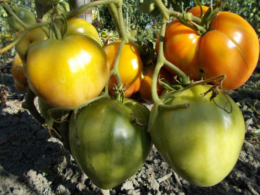  - SEMINTE ROSII - T 308 KIM S CIVIL WAR