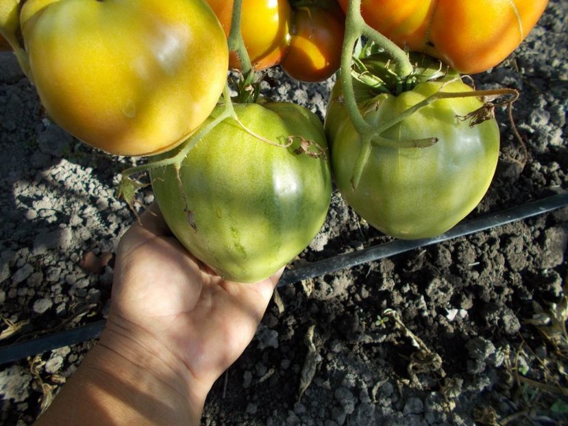  - SEMINTE ROSII - T 308 KIM S CIVIL WAR