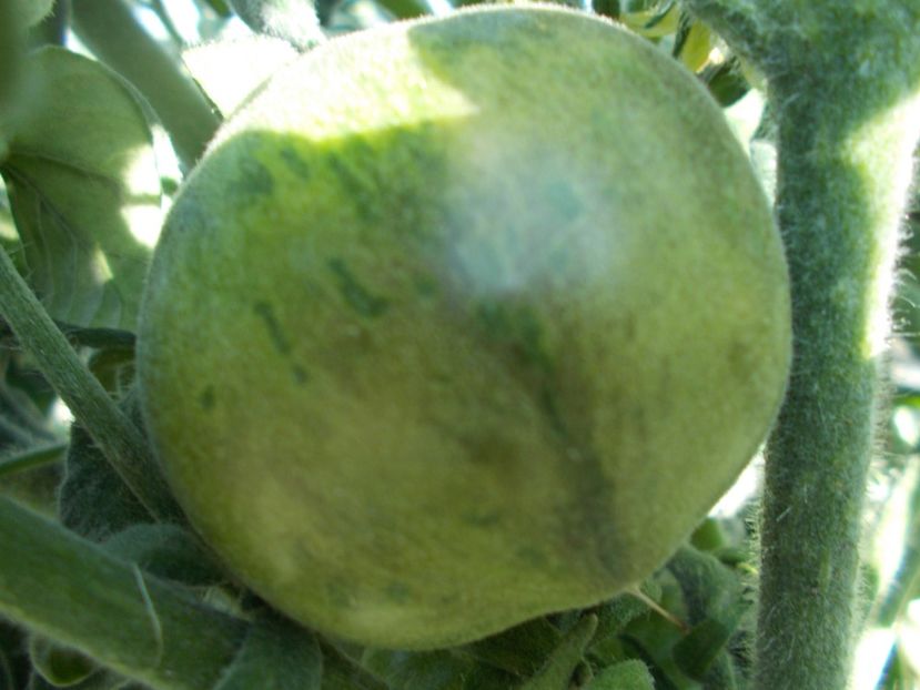  - SEMINTE ROSII - T 312 WOOLY GREEN ZEBRA