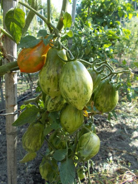  - SEMINTE ROSII - T 298 RAIBAIS KEKARS