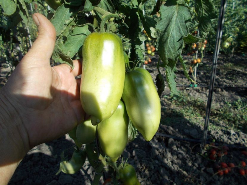  - SEMINTE ROSII - T 302 SAINT JEAN D ANGELY