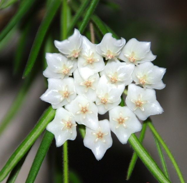 hoya-linearis-floarea-de-ceara-sau-de-portelan - Hoya Linearis parfumata