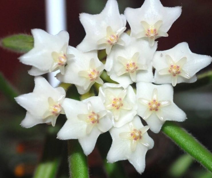 hoya-linearis-floarea-de-ceara-sau-de-portelan - Hoya Linearis parfumata