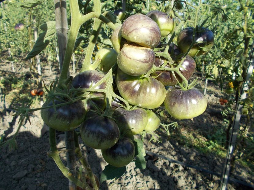  - SEMINTE ROSII - T 303 LUCID GEM - BRUNO