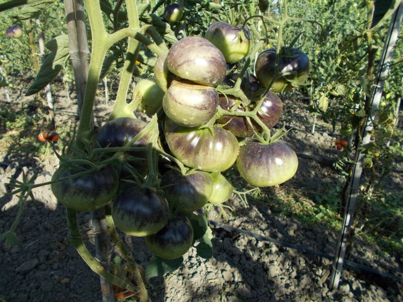  - SEMINTE ROSII - T 303 LUCID GEM - BRUNO