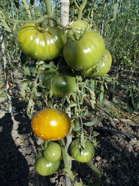  - SEMINTE ROSII - T 313 EMERALD APPLE