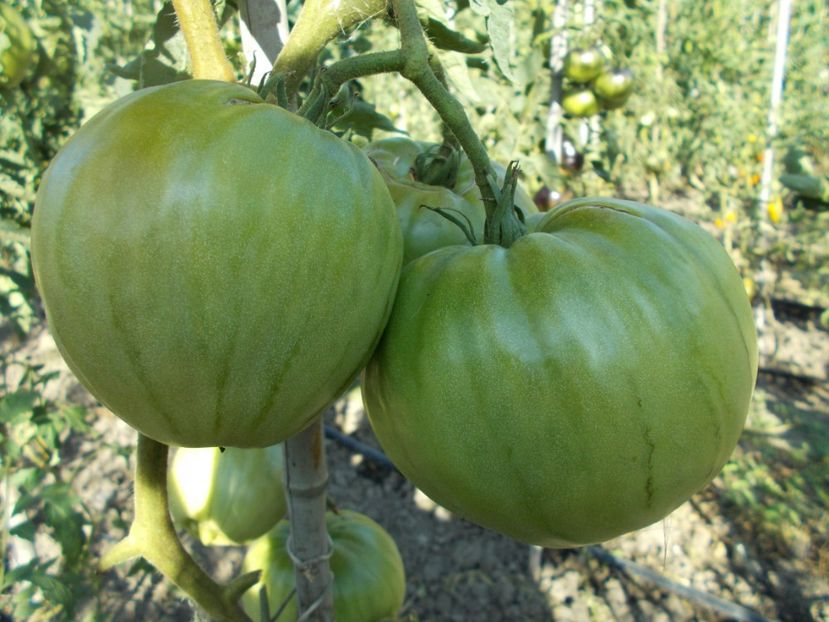  - SEMINTE ROSII - T 317 PROVENZANO