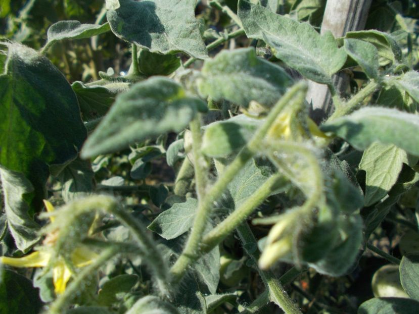  - SEMINTE ROSII - T 327 PRIMARY COLORS ANGORA