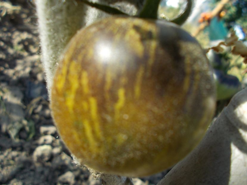  - SEMINTE ROSII - T 327 PRIMARY COLORS ANGORA