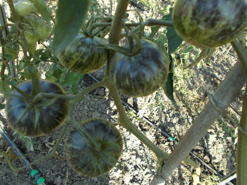  - SEMINTE ROSII - T 353 XANADU GREEN GODDESS