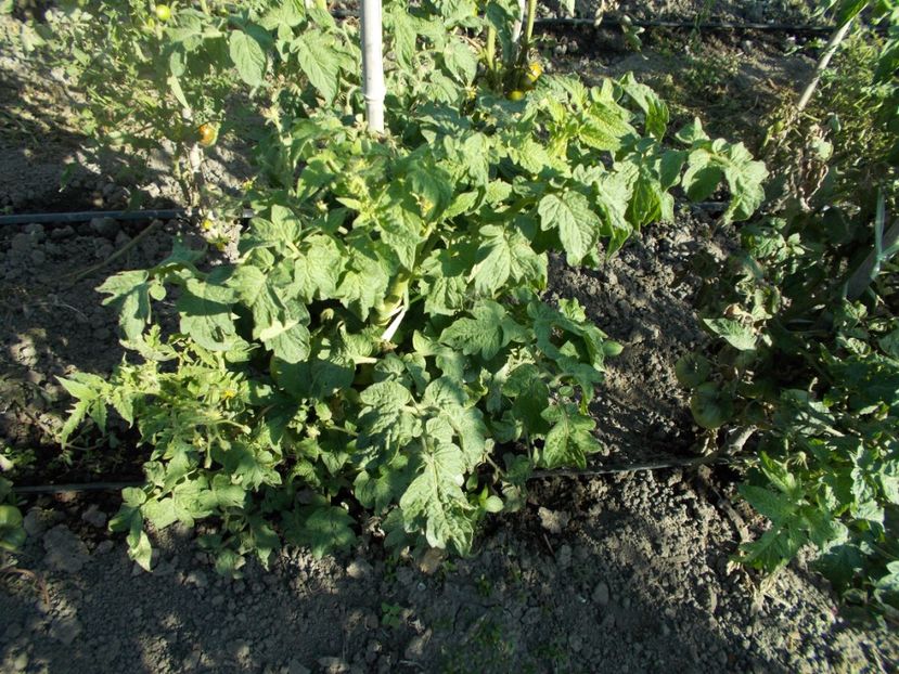  - SEMINTE ROSII - T 149 ADELAIDE FESTIVAL