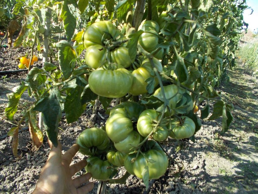  - SEMINTE ROSII - T 397 MINUSINSKIJ LEW