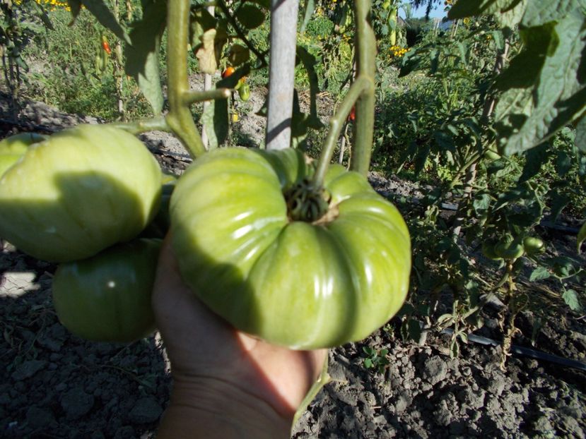  - SEMINTE ROSII - T 349 GOLD MEDAL