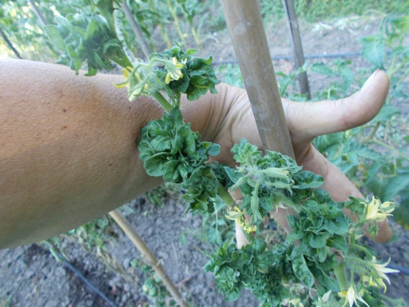  - SEMINTE ROSII - T 309 - STICK