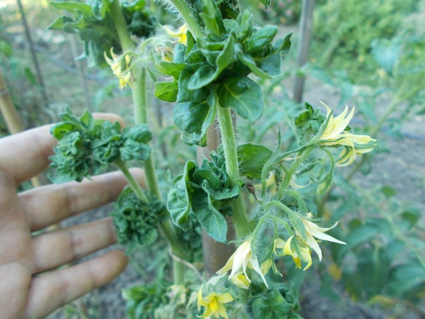  - SEMINTE ROSII - T 309 - STICK