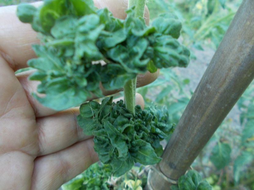  - SEMINTE ROSII - T 309 - STICK