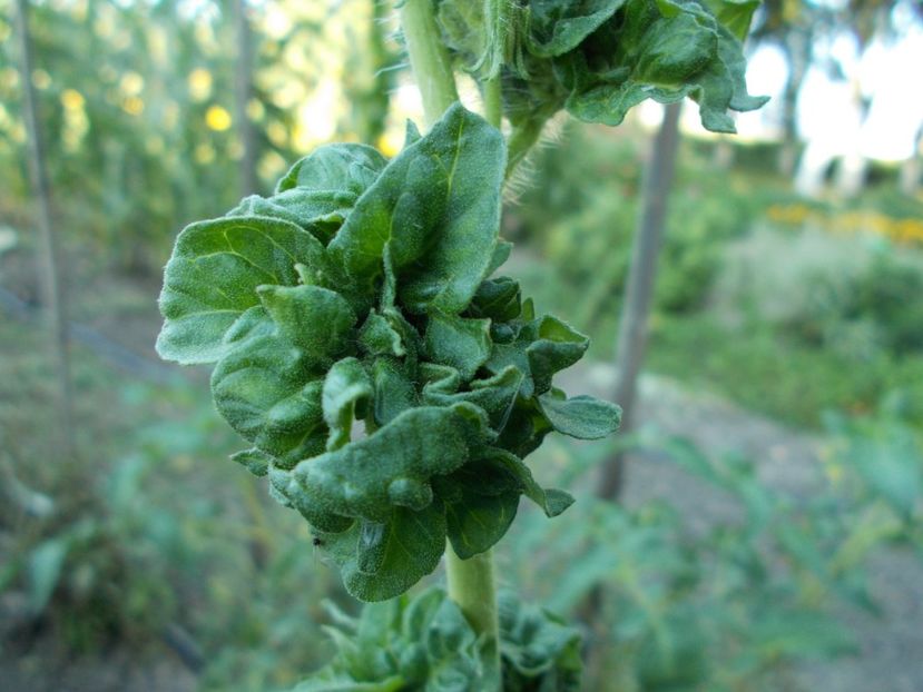  - SEMINTE ROSII - T 309 - STICK