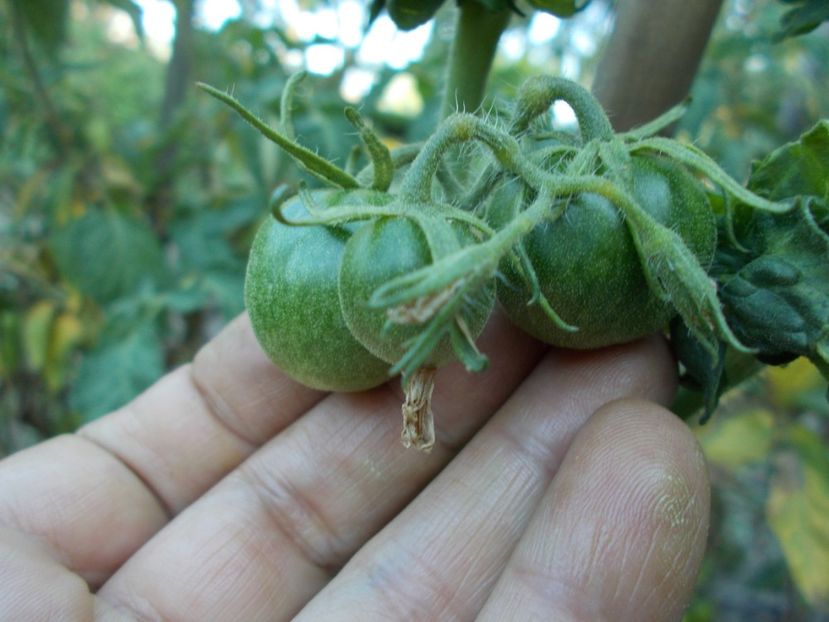  - SEMINTE ROSII - T 309 - STICK