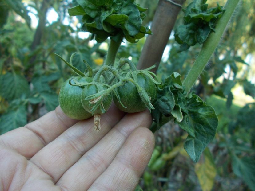  - SEMINTE ROSII - T 309 - STICK