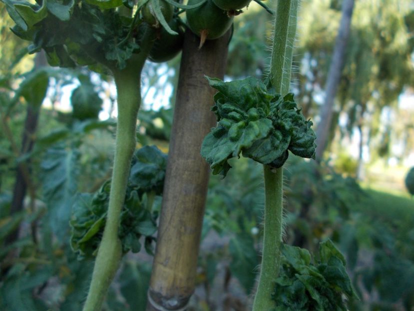  - SEMINTE ROSII - T 309 - STICK