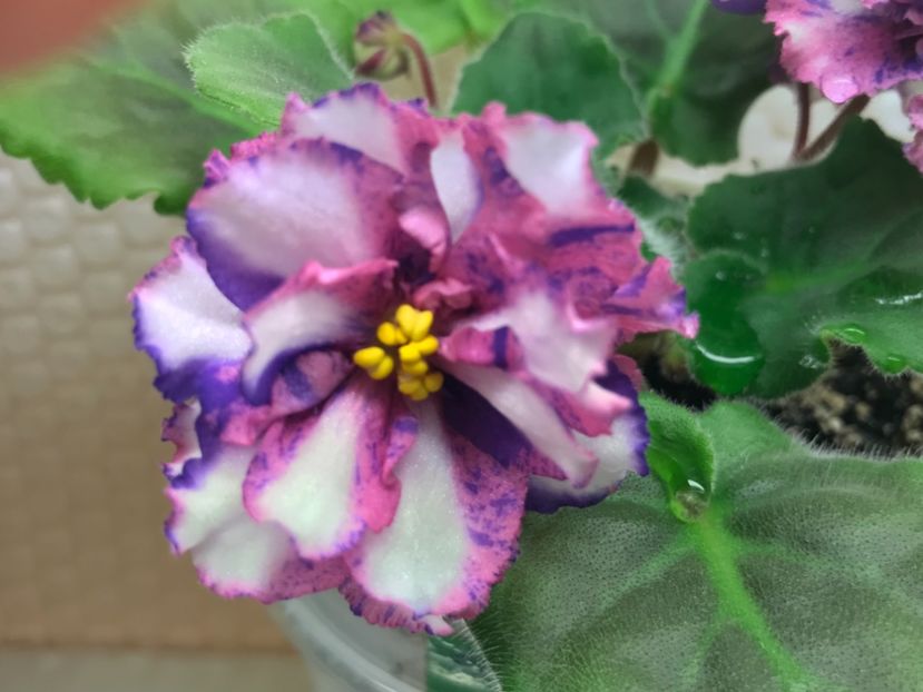 Psychedelic Show - AFRICAN VIOLETS - CHIMERA