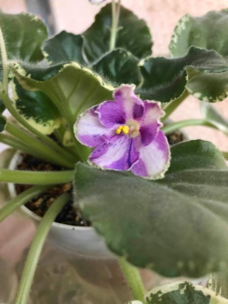 Ma-s Mardi Gras - AFRICAN VIOLETS - CHIMERA