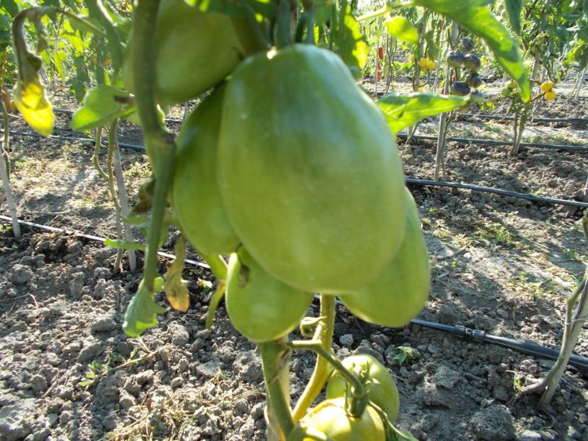  - SEMINTE ROSII - T 336 SIBIRISCHE SERDZE ORANGE