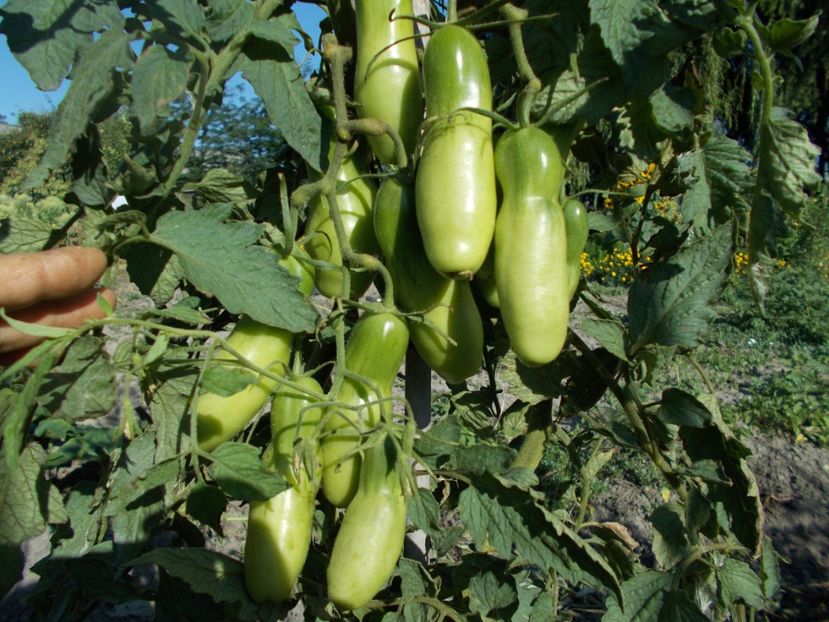  - SEMINTE ROSII - T 460 AURIA