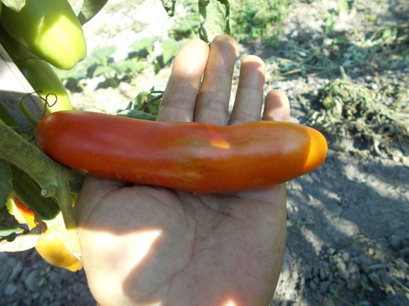  - SEMINTE ROSII - T 460 AURIA