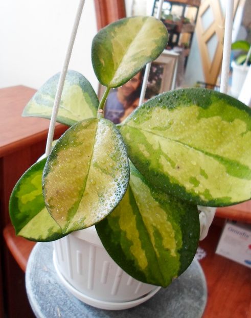 10 august 2019 - Hoya Australis Lisa