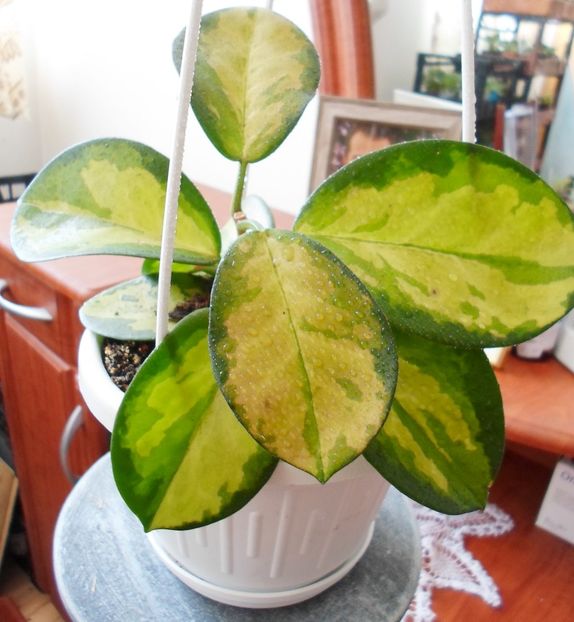 10 august 2019 - Hoya Australis Lisa