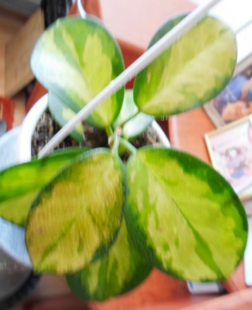 10 august 2019 - Hoya Australis Lisa
