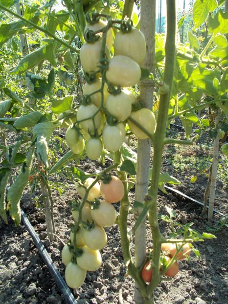  - SEMINTE ROSII - PINK PLUM