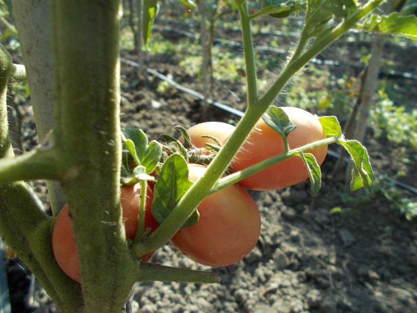  - SEMINTE ROSII - PINK PLUM