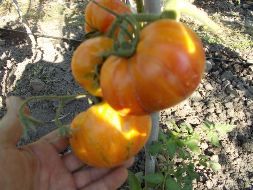  - SEMINTE ROSII - T 355 LITHIUM SUNSET