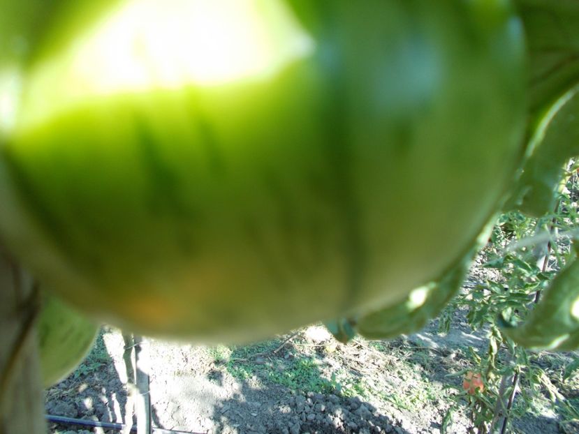  - SEMINTE ROSII - T 355 LITHIUM SUNSET