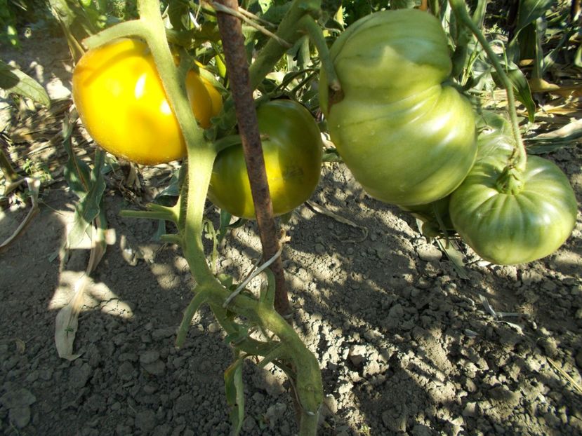  - SEMINTE ROSII - T 371 GRANDMA VINEY S YELLOW