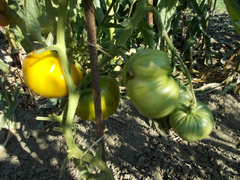  - SEMINTE ROSII - T 371 GRANDMA VINEY S YELLOW