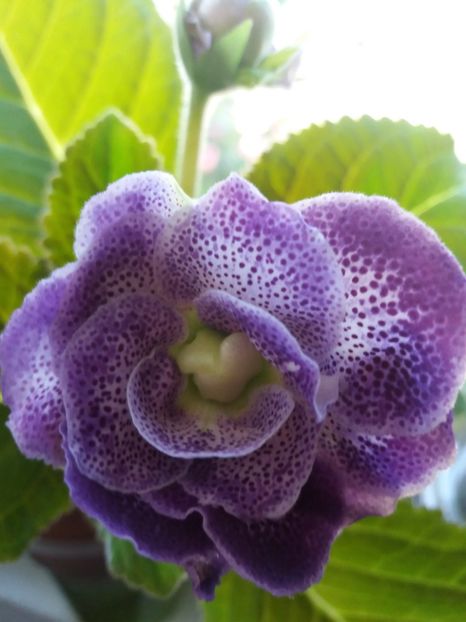  - gloxinia 2019