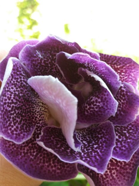 37 - gloxinia 2019