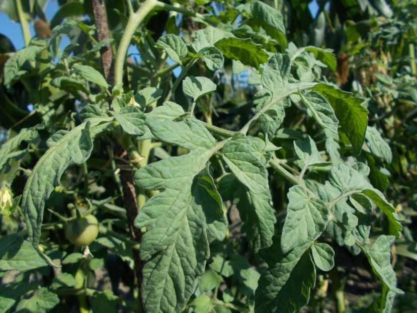  - SEMINTE ROSII - T 373 ORANGE FLESHED PURPLE SMUDGE