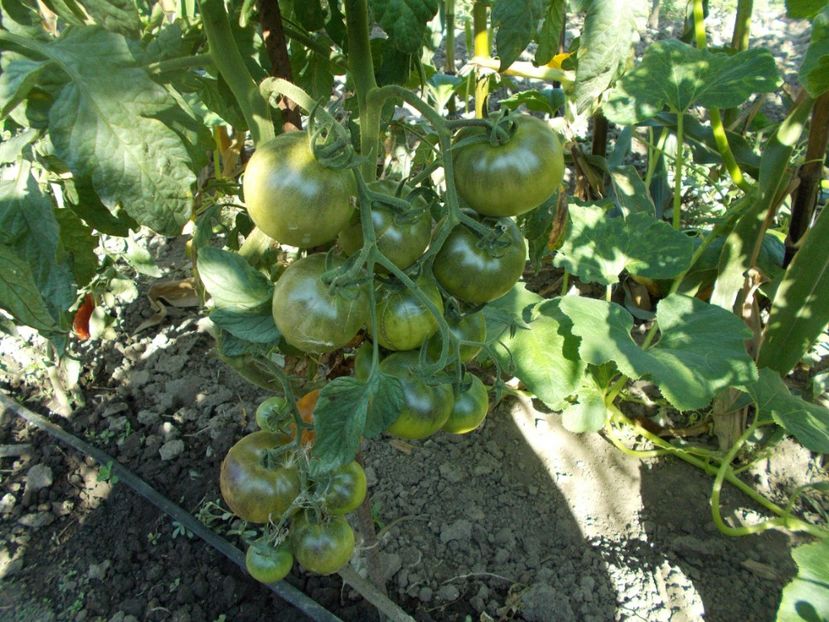  - SEMINTE ROSII - T 373 ORANGE FLESHED PURPLE SMUDGE