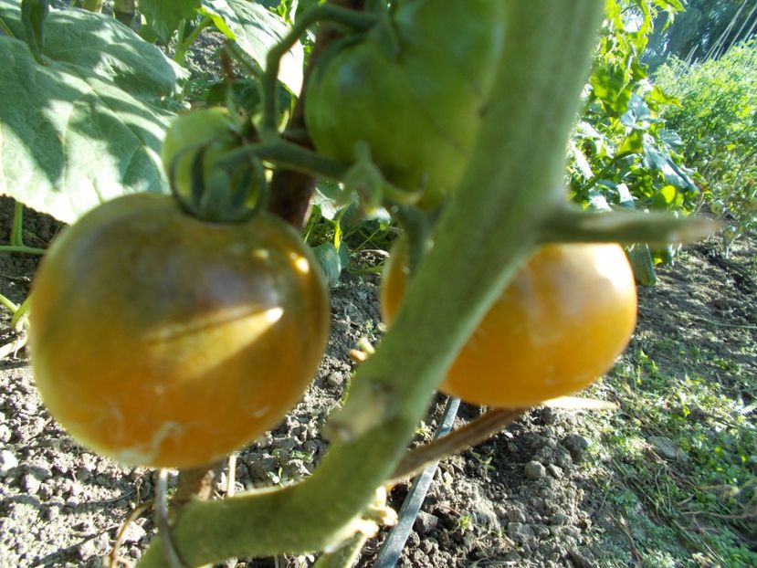  - SEMINTE ROSII - T 373 ORANGE FLESHED PURPLE SMUDGE