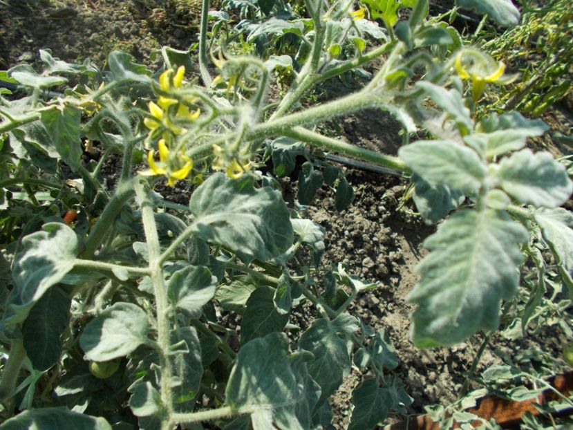  - SEMINTE ROSII - T 344 EXTRAVAGANTE ROUFFIANGE