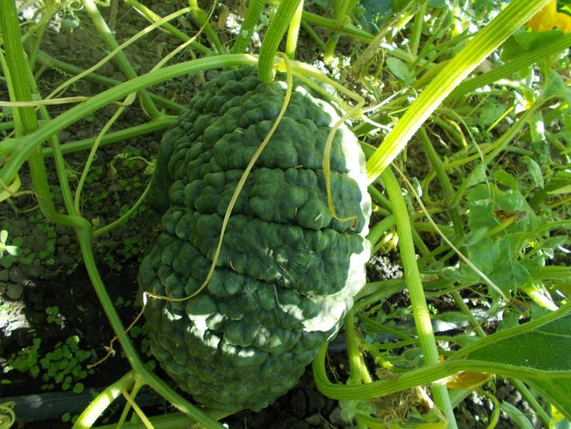  - SEMINTE DOVLEAC MARINA DI CHIOGGIA