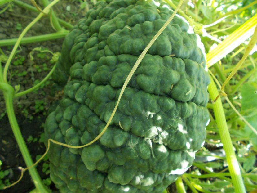  - SEMINTE DOVLEAC MARINA DI CHIOGGIA