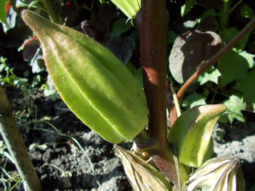  - SEMINTE BAME - D 128 HILL COUNTRY HEIRLOOM RED OKRA